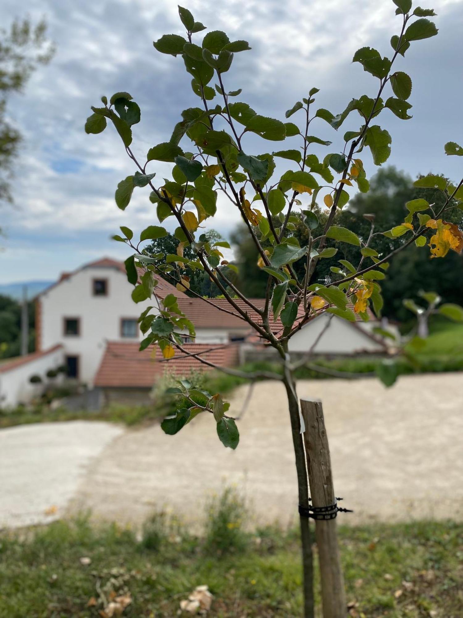 ホテル La Cour Tellier Rilly-la-Montagne エクステリア 写真